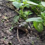 Bruine (niet kwakende) kikkers in de achtertuin